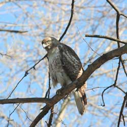 A young Red-Tailed Hawk in our backyard